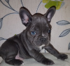 Photo №3. Vet Checked French Bulldog available now for adoption. United Kingdom