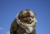 Photo №2 to announcement № 11488 for the sale of pomeranian - buy in Belarus breeder