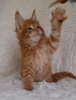 Photo №3. home bred Maine Coon kittens. Germany