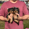 Photo №1. yorkshire terrier - for sale in the city of Munich | 220$ | Announcement № 42919