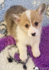 Photo №3. Pembroke Welsh Corgi Puppies. Greece