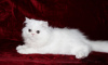 Photo №1. persian cat - for sale in the city of Krivoy Rog | 138$ | Announcement № 53075