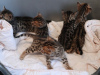 Photo №4. I will sell bengal cat in the city of Dusseldorf. private announcement, breeder - price - 423$