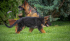 Additional photos: German shepherd puppys