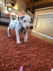 Photo №2 to announcement № 30186 for the sale of dalmatian dog - buy in Germany private announcement