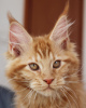 Photo №2 to announcement № 105633 for the sale of maine coon - buy in Germany breeder