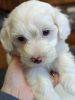 Photo №2 to announcement № 83631 for the sale of maltese dog - buy in United States private announcement