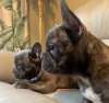 Photo №3. Outstanding French Bulldog puppies. Ukraine