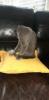 Photo №4. I will sell chartreux in the city of Paris. breeder - price - negotiated