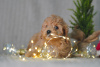 Additional photos: Maltipoo F1