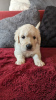 Photo №4. I will sell golden retriever in the city of Kranj. breeder - price - negotiated