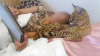 Photo №2 to announcement № 10359 for the sale of savannah cat - buy in Latvia breeder