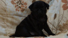 Photo №2 to announcement № 10312 for the sale of pug - buy in Russian Federation breeder