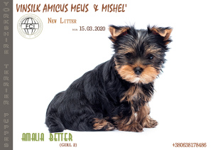 Photo №2 to announcement № 6721 for the sale of yorkshire terrier - buy in Ukraine from nursery, breeder