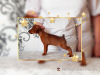 Photo №4. I will sell miniature pinscher in the city of Minsk. from nursery - price - negotiated