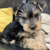 Photo №3. Teacup yorkie puppy. United States