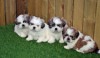 Photo №1. non-pedigree dogs - for sale in the city of Bamberg | Is free | Announcement № 118094