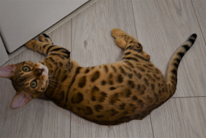 Photo №4. I will sell bengal cat in the city of Minsk. private announcement, breeder - price - 237$