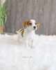 Photo №4. I will sell jack russell terrier in the city of Ludwigsburg. private announcement, from nursery, from the shelter, breeder - price - 528$