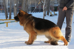 Photo №2 to announcement № 2034 for the sale of german shepherd - buy in Russian Federation breeder