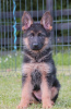 Photo №2 to announcement № 56968 for the sale of german shepherd - buy in Serbia private announcement