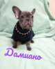 Photo №3. French Bulldog girls blue color. Russian Federation