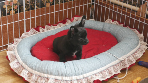 Photo №4. I will sell chihuahua in the city of Permian. from nursery, breeder - price - 528$