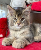 Photo №2 to announcement № 116188 for the sale of maine coon - buy in Switzerland private announcement