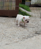 Photo №3. Healthy French Bulldog puppies in Germany