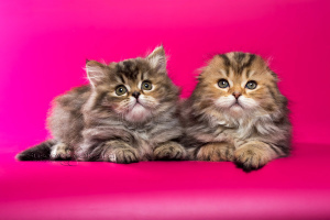 Additional photos: Scottish fold kittens - marble girl