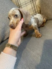 Photo №4. I will sell dachshund in the city of Harrisburg. private announcement - price - Is free