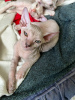 Photo №2 to announcement № 52169 for the sale of donskoy cat - buy in Russian Federation private announcement