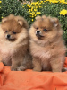 Photo №1. pomeranian - for sale in the city of Ruma | negotiated | Announcement № 71178
