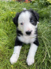 Photo №2 to announcement № 64139 for the sale of border collie - buy in United States private announcement