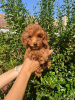 Photo №2 to announcement № 117614 for the sale of poodle (toy) - buy in Serbia breeder