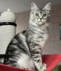 Photo №1. maine coon - for sale in the city of Miami | negotiated | Announcement № 86747