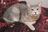 Photo №3. Affectionate and gentle Stasya is looking for a family!. Russian Federation