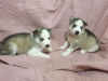 Photo №1. siberian husky - for sale in the city of Dnipro | 110$ | Announcement № 11173