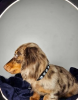 Photo №2 to announcement № 107215 for the sale of dachshund - buy in United States 