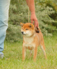 Photo №2 to announcement № 12541 for the sale of shiba inu - buy in Latvia 