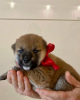 Additional photos: Shiba Inu puppies from a breeder