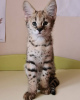 Photo №3. F1 TICA registrierte Savannah Kätzchen zu verkaufen. Germany