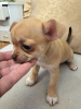 Photo №2 to announcement № 71844 for the sale of chihuahua - buy in Serbia breeder