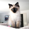 Photo №1. ragdoll - for sale in the city of Seattle | 600$ | Announcement № 15455