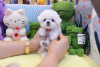 Photo №1. maltese dog - for sale in the city of Stockholm | Is free | Announcement № 84885