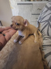 Additional photos: Female Chihuahua