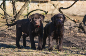 Photo №2 to announcement № 5995 for the sale of labrador retriever - buy in Russian Federation from nursery