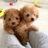 Photo №3. Pedigree Cocker Spaniel puppies ready for sale. Germany