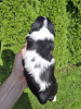 Additional photos: Perfect purebred Cavalier King Charles Spaniel puppies.