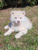 Photo №3. Siberian husky puppies rare isabella color. Belarus